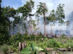 Incêndios florestais em turfeiras tropicais ricas em carbono atingiram o máximo em 2.000 anos