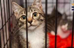 Segunda chance: abrigos de animais se preparam para a temporada dos gatinhos