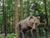 Grandes carnívoros: no Trentino existem 118 ursos e 22 matilhas de lobos – Notícias