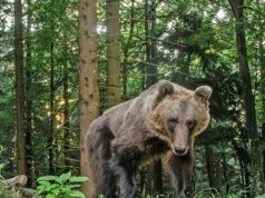 Grandes carnívoros: no Trentino existem 118 ursos e 22 matilhas de lobos – Notícias