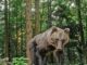 Grandes carnívoros: no Trentino existem 118 ursos e 22 matilhas de lobos – Notícias