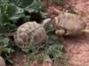 Uma luta de tartarugas se torna viral devido ao seu resultado inesperado