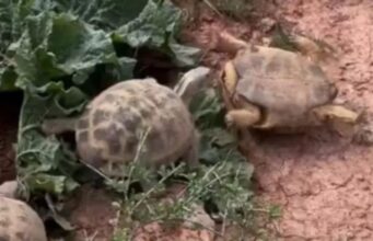 Uma luta de tartarugas se torna viral devido ao seu resultado inesperado