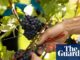 Aumentando o conhecimento, aumentando os rendimentos: avanços na vinificação britânica | Indústria de alimentos e bebidas