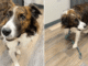 A reação comovente de uma cadela ao ser separada de sua irmã acorrentada no veterinário