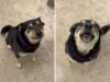 Cachorro recebe tratamento em abrigo – a resposta do dono quando chamado é de partir o coração