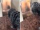 Uma mulher que criou um cachorro para proteger sua casa durante 25 anos fica chocada ao descobrir que ele “entrou sorrateiramente”.