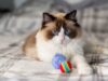 Babá cuida de gatinhos Ragdoll – despreparada para a oferta do cliente