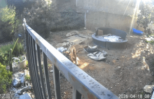 Leão da montanha mata cachorro de família na Califórnia em plena luz do dia