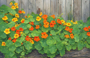 Como as flores são comidas?