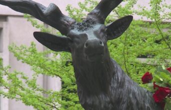 Retorno da estátua do alce ‘Símbolo do retorno do centro de Portland’