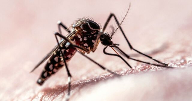 Why-Mosquitos-Target-Humans-Science-1139949311.jpg