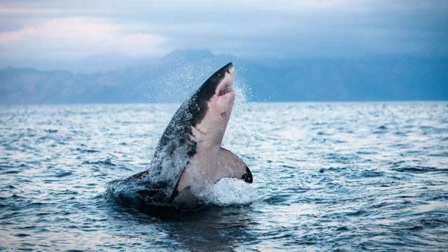 adult-great-white-shark-breaching.webp.webp