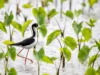 Cientistas acabam de desmascarar um mito de 50 anos sobre as aves havaianas