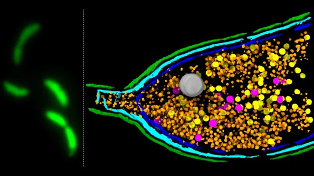 caulobacter-crescentus-bacterial-host-cells-producing-gta-particles.webp.webp