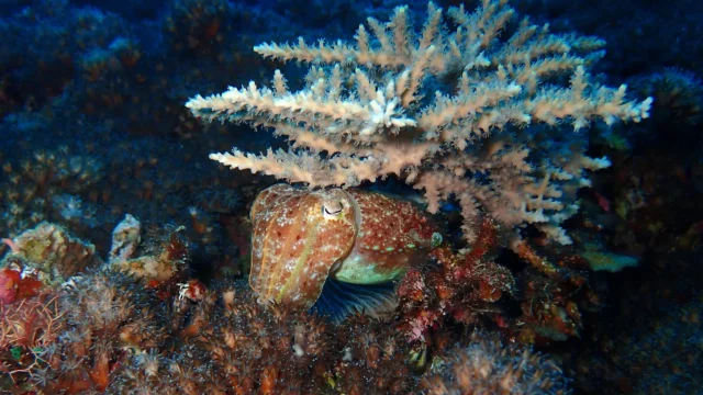 common-cuttlefish-sepia-sp.webp.webp