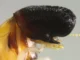 Cientistas descobriram um estranho cupim que se parece com um pequeno cachalote