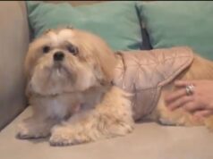 Dia do Animal: Gina, uma cadela que ajuda meninos e meninas a superar medos e criar laços.