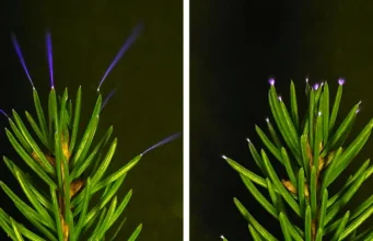 Cientistas acabaram de fotografar árvores brilhando com eletricidade durante uma tempestade