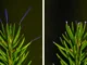 Cientistas acabaram de fotografar árvores brilhando com eletricidade durante uma tempestade