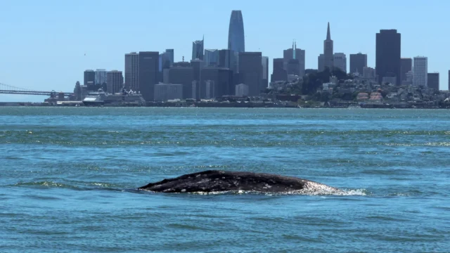 gray-whale-known-as-ladybug-swimming-in-central-san-francisco-bay.webp.webp