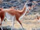 Carne de guanaco tem sido proposta como nova alternativa de consumo no país