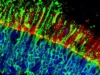 A descoberta pode proteger as células visuais que nos permitem ver rostos e cores