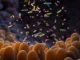 Cientistas descobrem sinais intestinais ocultos que podem detectar o câncer precocemente