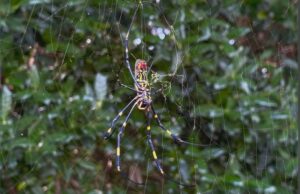 A aranha do tamanho da palma da mão é encontrada no sul da Califórnia.