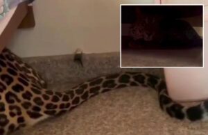 Um leopardo foi encontrado escondido debaixo de uma cama depois de voltar de uma floresta indiana para casa