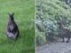 O estranho momento em que um canguru aleatório se perde em uma vila inglesa, pulando pelas ruas e vasculhando os jardins, deixando os moradores locais atordoados