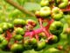 Dragonberry Weed ajuda cientistas a extrair metais de terras raras de solo poluído