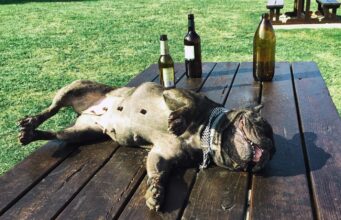 Os animais estão usando substâncias humanas. Eles querem nos contar alguma coisa?