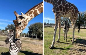Uma zebra e uma girafa formam uma amizade inesperada que derrete o coração
