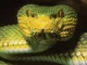 As novas espécies de cobras ‘confusas’ de Mianmar parecem ser múltiplas espécies ao mesmo tempo