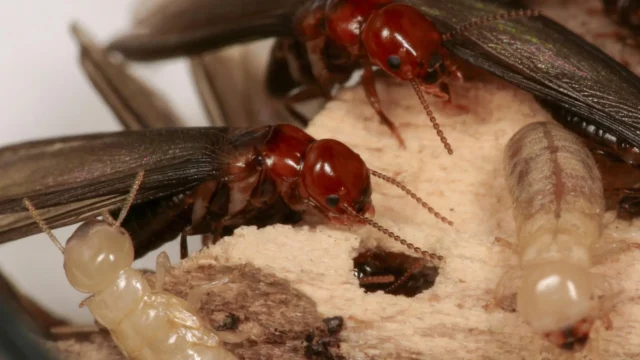 western-drywood-termites.webp.webp