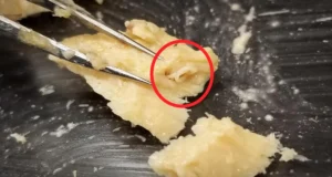 Cientistas descobrem salmão de 40 anos e encontram sinais surpreendentes de recuperação do oceano