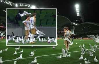 Imagem em destaque na divisão australiana: bando de gaivotas assedia jogador de futebol