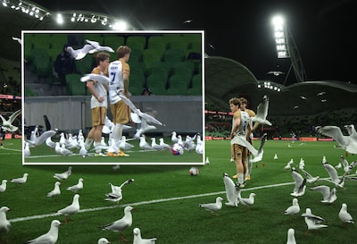 zwerm-meeuwen-bij-melbourne-victory-en-newcastle-jets.jpeg