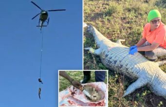 O corpo da vítima de Croc foi descoberto depois que o animal de 4,5 metros de comprimento foi capturado e levado do rio