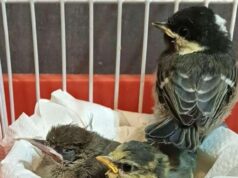 Do papa-figo aos patos: dezenas de intervenções no Cancer Bolzano – Bolzano