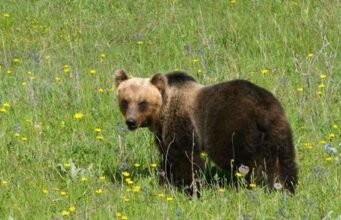 Cara a cara com um urso acima de Trento: ele foi salvo pelos bombeiros durante trinta anos – Notícias