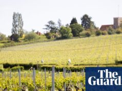 Como o vale de Essex se tornou uma das novas regiões vinícolas mais interessantes da Inglaterra | Essex
