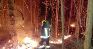 Fogo na floresta em Prato allo Stelvio, sete lutadores em batalha – Venosta