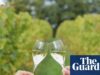 ‘Produtores de classe mundial’: vinhos britânicos batem recorde de medalhas de ouro | Vinho