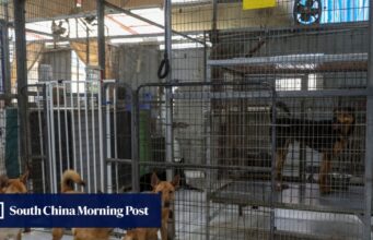 Os acidentes de trânsito causados por animais em Hong Kong aumentaram 11 vezes em 4 anos.