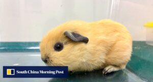 Mulher de Hong Kong é presa por contrabandear 7 animais no posto fronteiriço