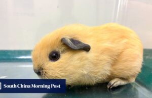Mulher de Hong Kong é presa por contrabandear 7 animais no posto fronteiriço