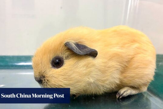 Mulher de Hong Kong é presa por contrabandear 7 animais no posto fronteiriço