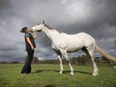 Um cavalo famoso está sendo tratado de melanoma